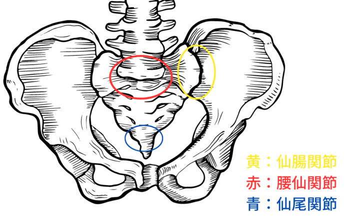 仙骨について【解剖的な仙骨 / エネルギーとしての仙骨】 | 関屋オステオパシー整体院|出張地域(国立市/国分寺/東大和/小平市)